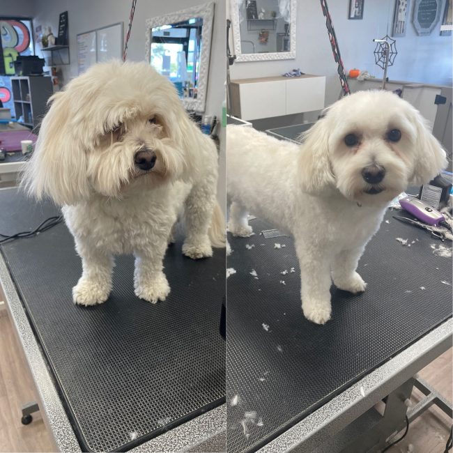 Before & After Pet Grooming in Scottsdale